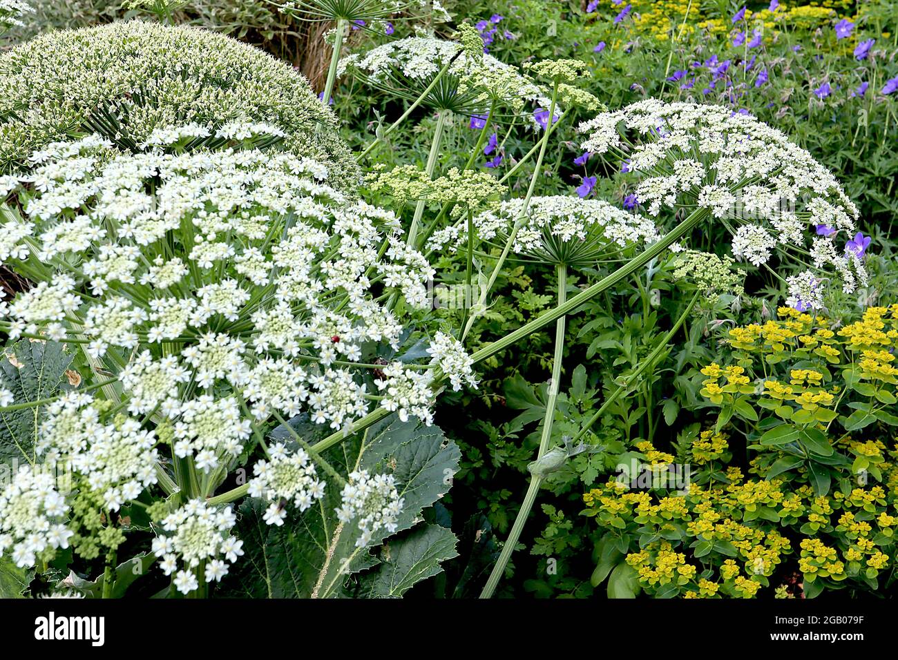 AMMI majus bullwort – amas bombé de petites fleurs blanches sur des tiges épaisses, juin, Angleterre, Royaume-Uni Banque D'Images