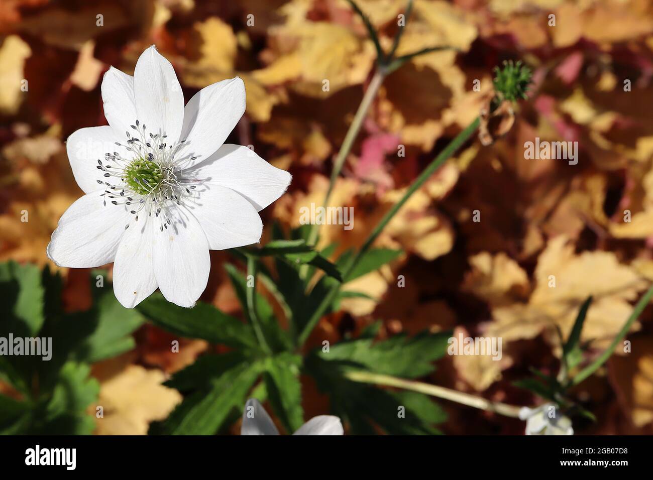 Anemone leveillei type boisé anemone – fleurs blanches avec centre vert, étamines blanches et anthères pourpres, juin, Angleterre, Royaume-Uni Banque D'Images