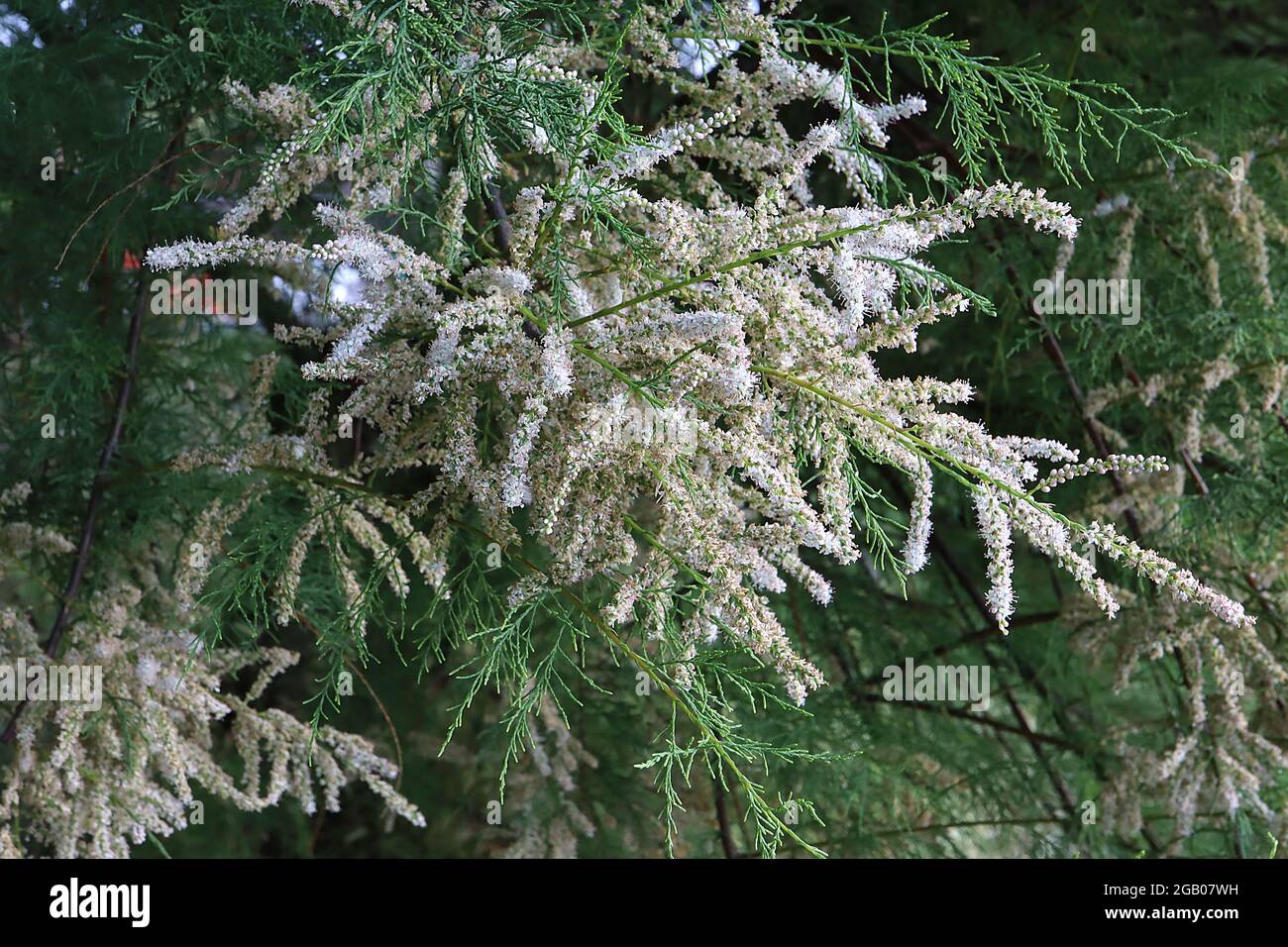 Asperge officinalis asperge commune – baguettes en grappes de petites fleurs blanches et de feuilles d'aiguille semblables à des écaines, juin, Angleterre, Royaume-Uni Banque D'Images