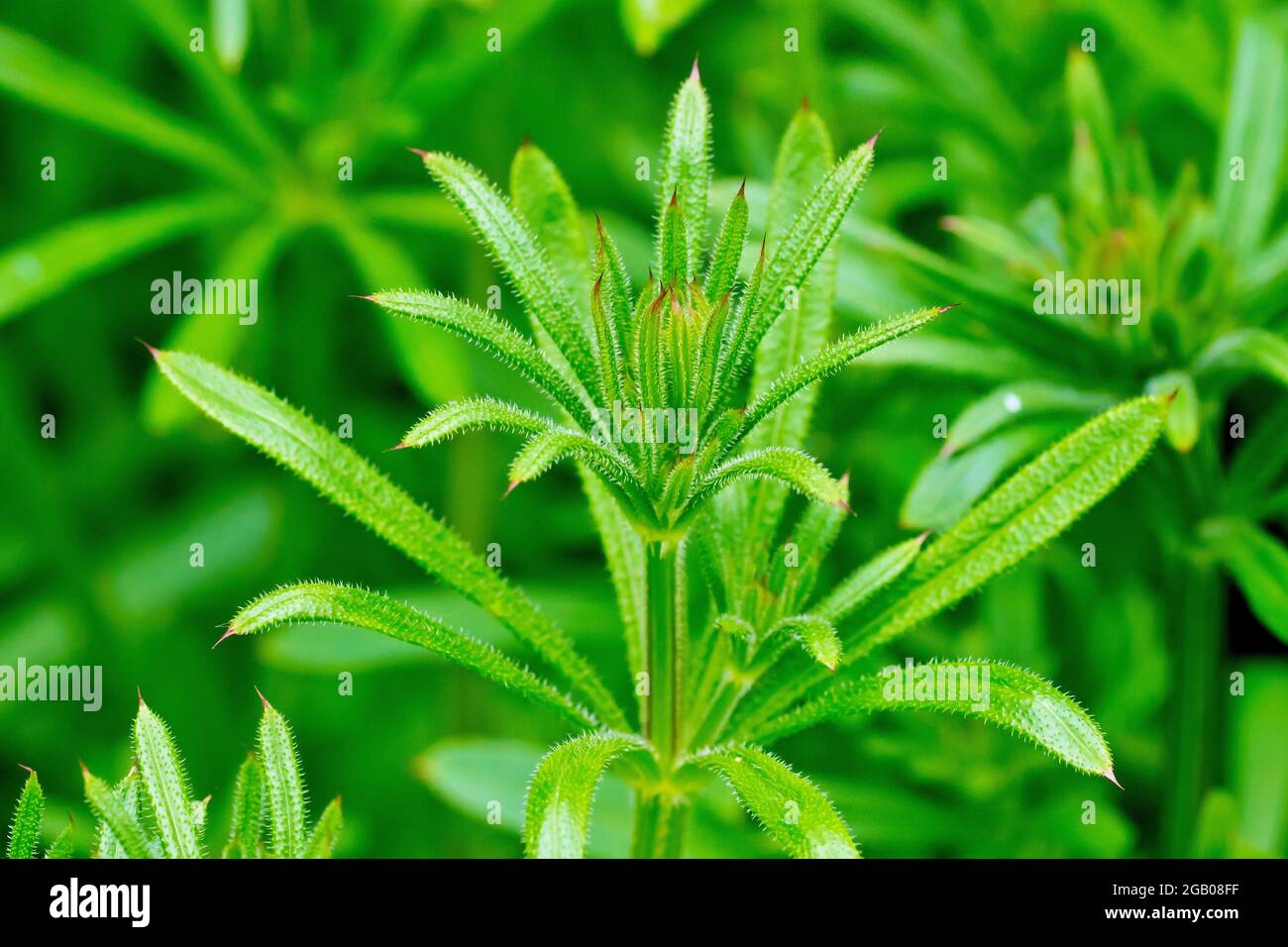Les castors (galium aparine), également connus sous le nom de Goosegrass ou Sticky Willie, montrent en gros plan le sommet de la plante laisseuse qui pousse au printemps. Banque D'Images