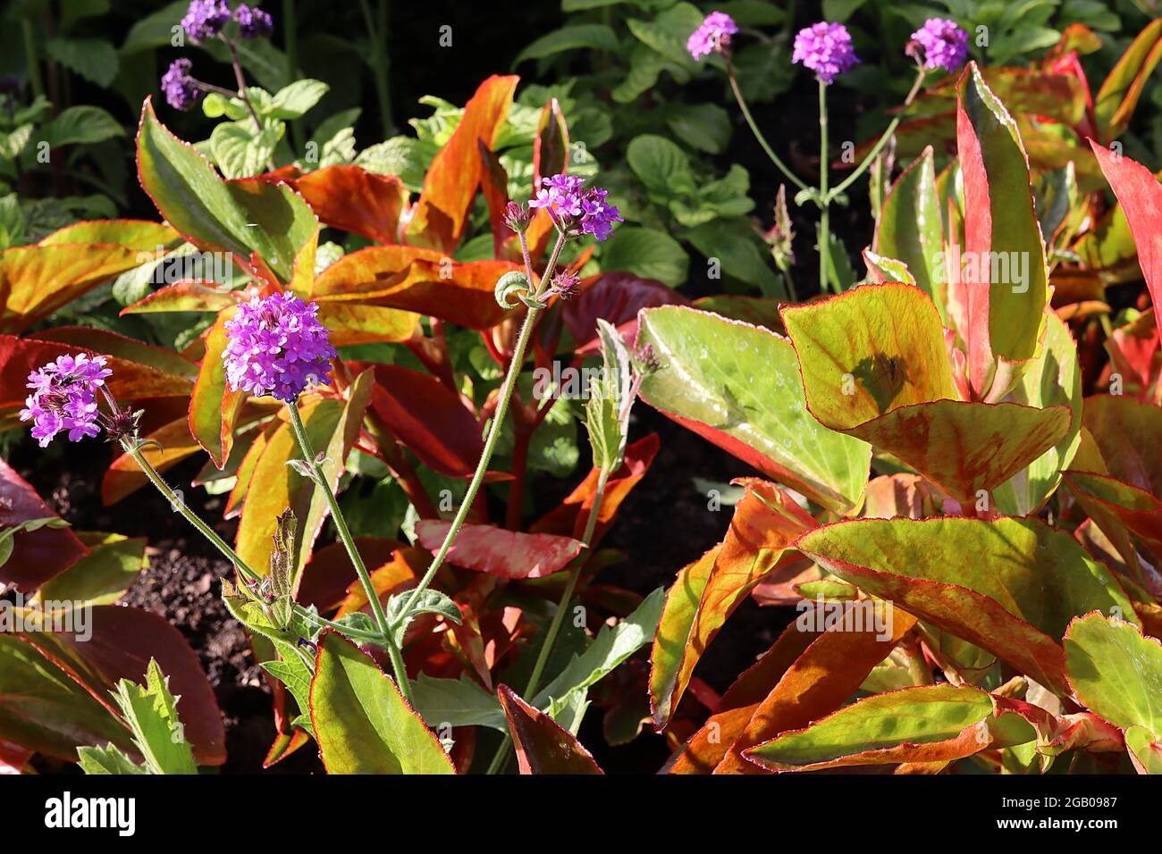 Begonia ‘Dragon Wing Red’ Verbena bonariensis feuilles en forme d’ange vert frais et grappes de fleurs violettes, juin, Angleterre, Royaume-Uni Banque D'Images