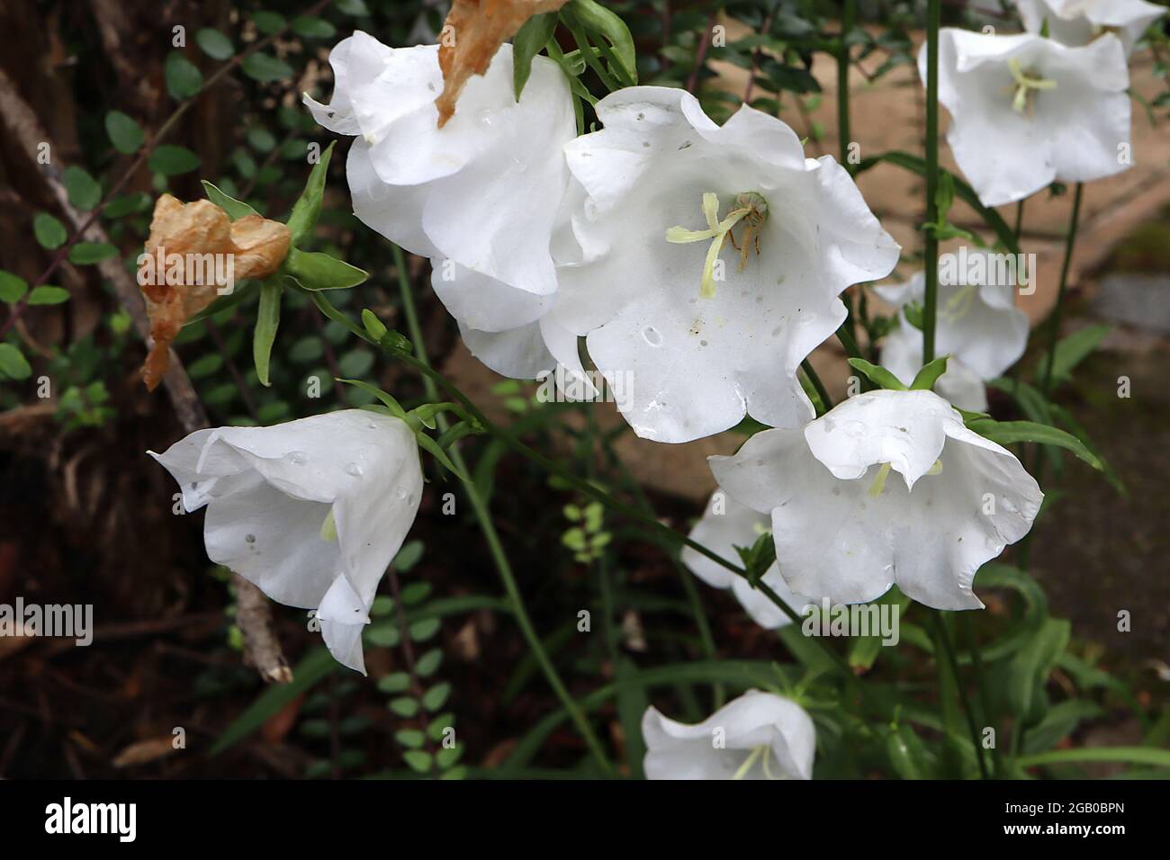 Campanula persicifolia ‘Alba’ Fairy bellflower Alba - épis de grandes fleurs blanches en forme de cloche, juin, Angleterre, Royaume-Uni Banque D'Images