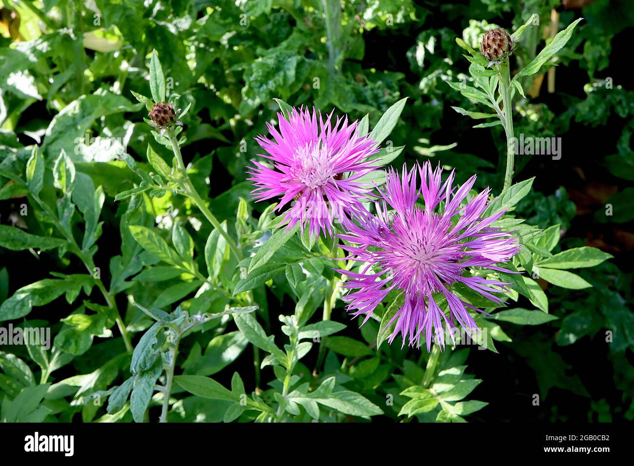 Centaurea dealbata 'Steenbergii' Mealy cenury Steenbergii - anneau de fleurs roses profondes, juin, Angleterre, Royaume-Uni Banque D'Images