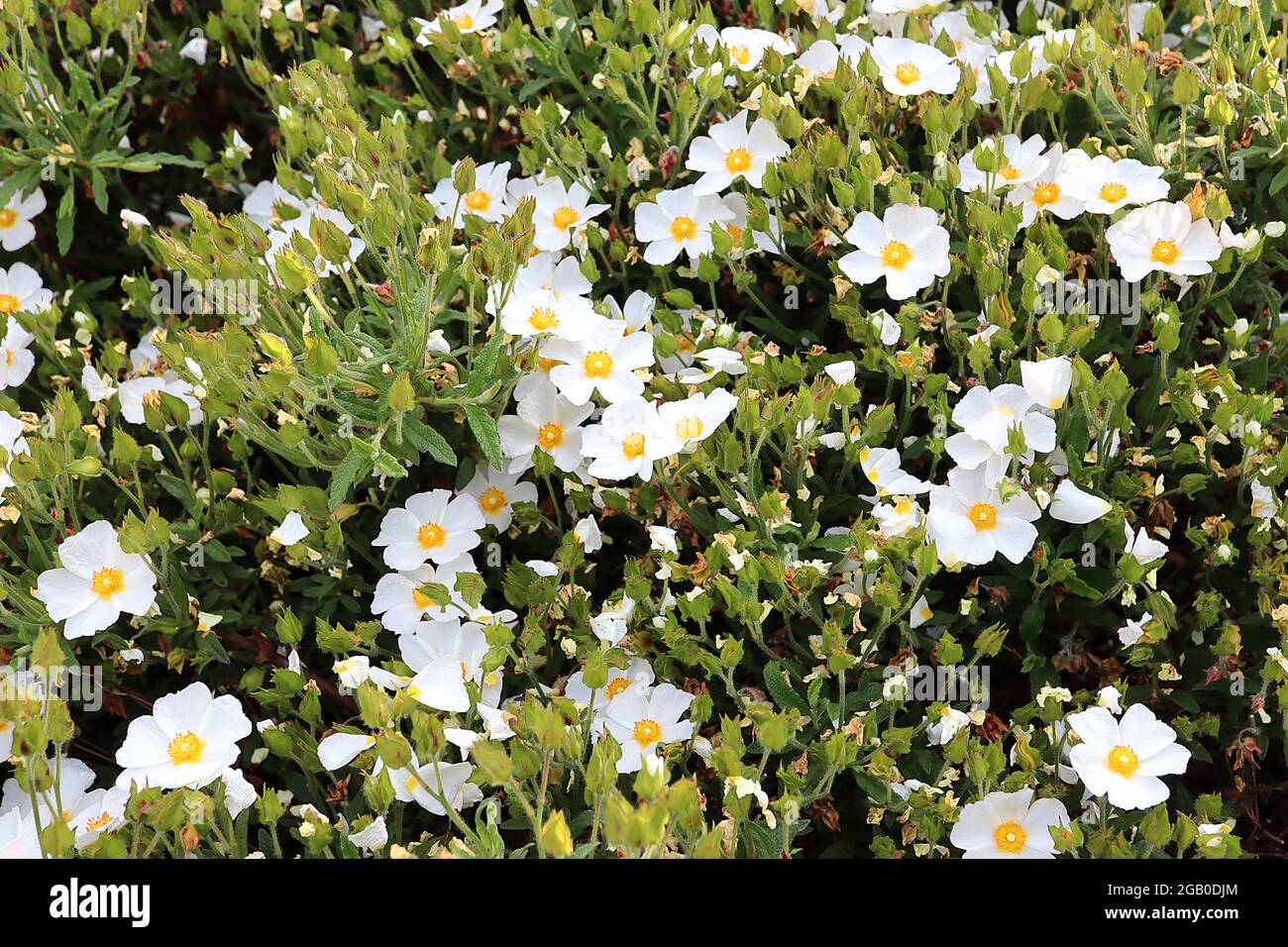 Cistus salviifolius «Prostratus» Sageleaf rockrose – fleurs blanches au centre jaune, boutons de fleurs de borons poilues, juin, Angleterre, Royaume-Uni Banque D'Images