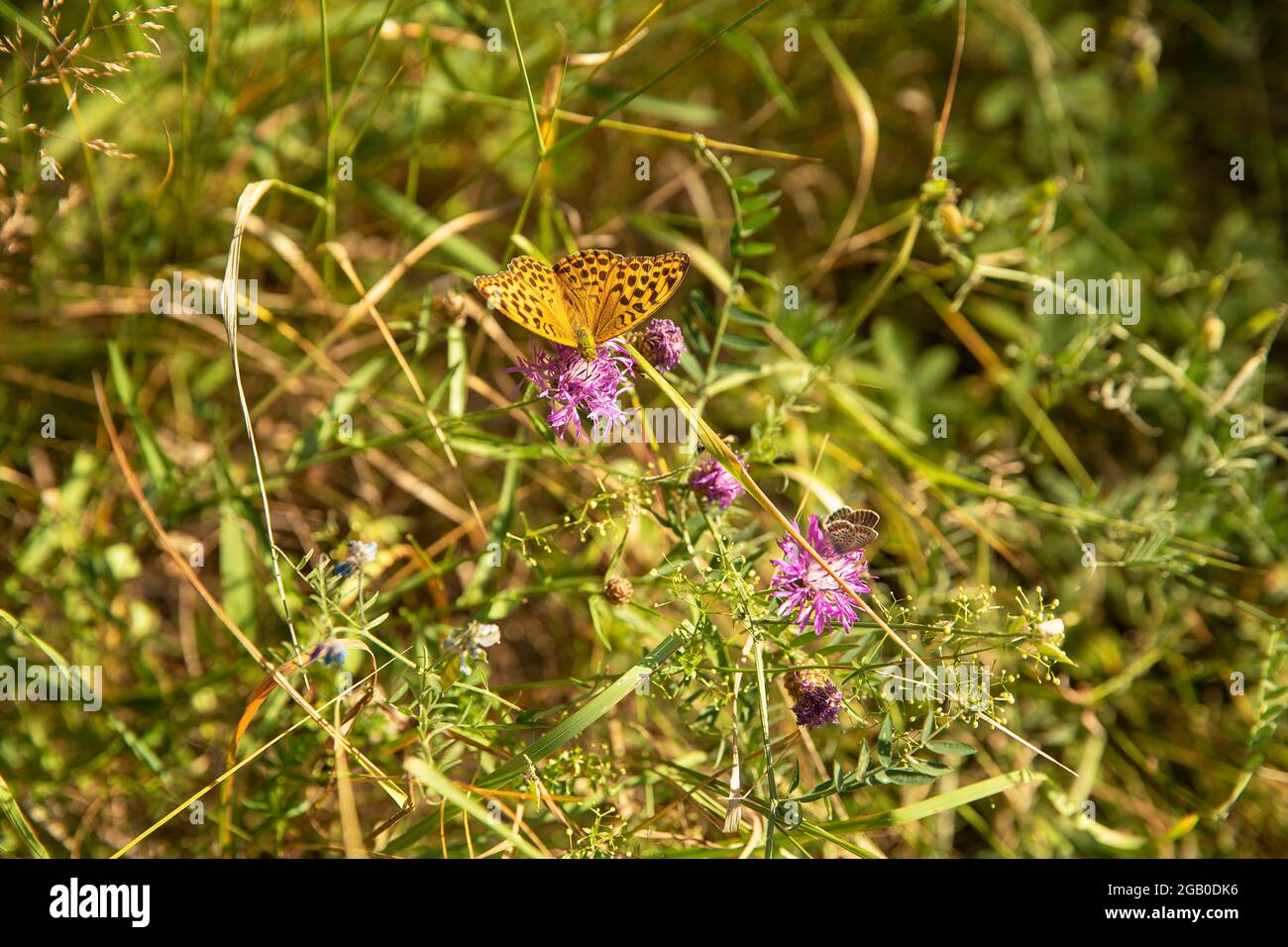 Papillons Banque D'Images