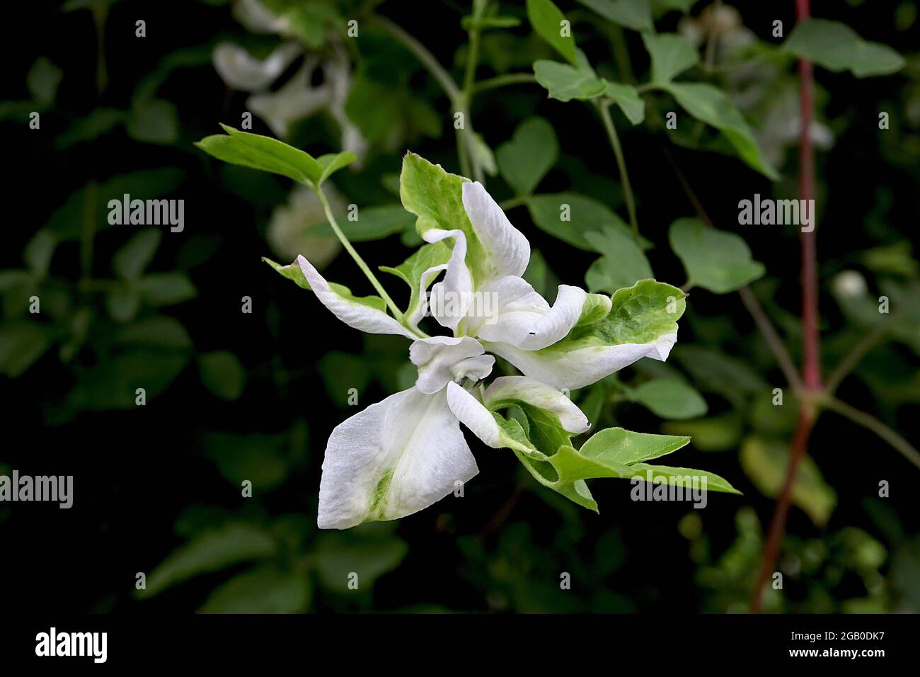 Clematis ‘Alba luxurians’ Clématis blanc aux pétales torsadés et aux touches vertes, juin, Angleterre, Royaume-Uni Banque D'Images