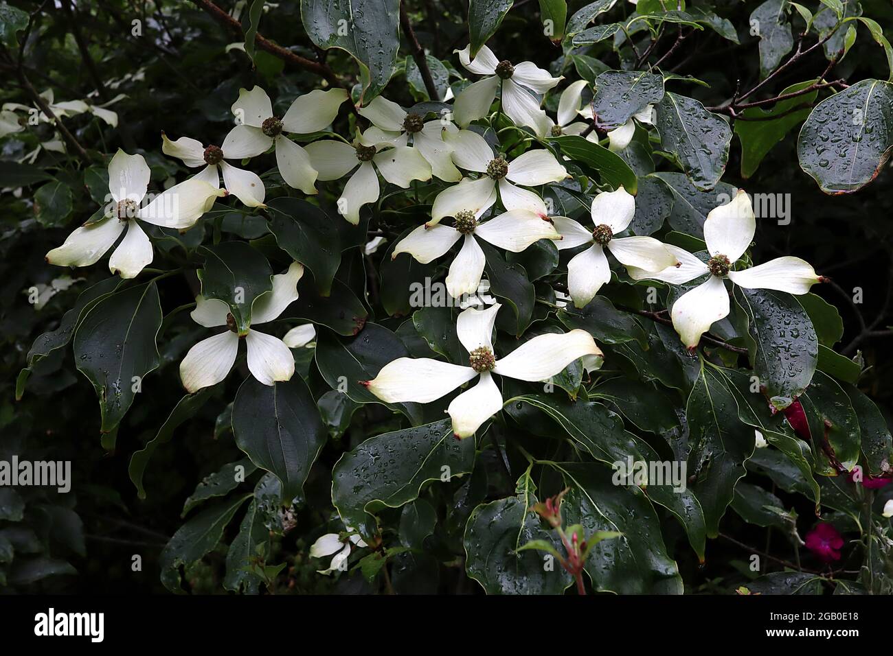 Cornus kousa var. Chinensis ‘Milky Way’ Chinese Dogwood voie lactée – bractées blanches crème et feuilles ondulées très vertes et très sombres avec contours vert pâle, juin Banque D'Images