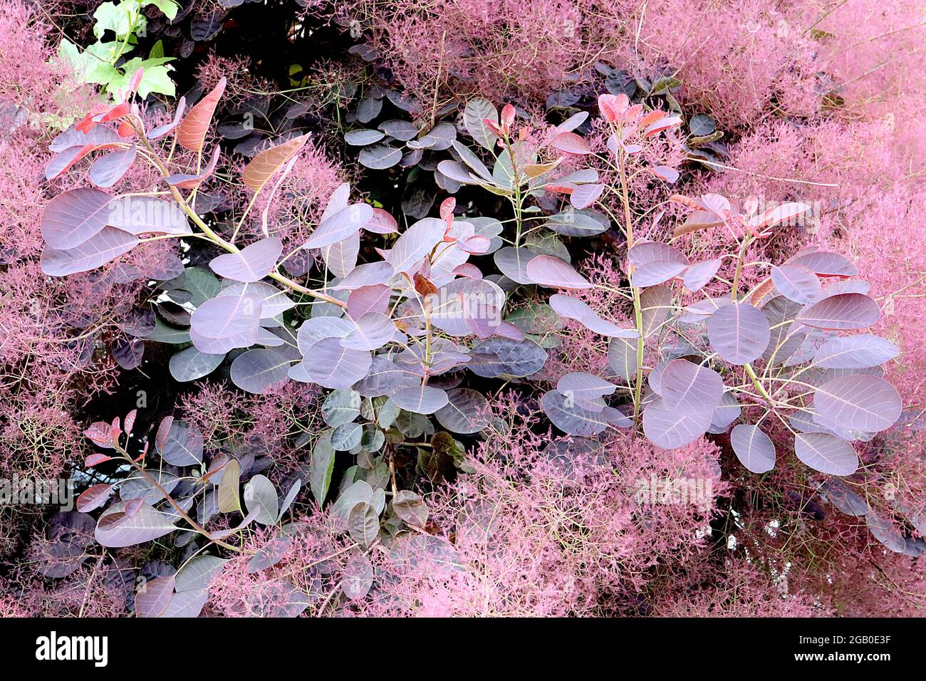 Cotinus coggygria Smoke Tree «Royal Purple» Royal Purple – Fluffy rose flowers transparent boron Purple Leaves, juin, Angleterre, Royaume-Uni Banque D'Images