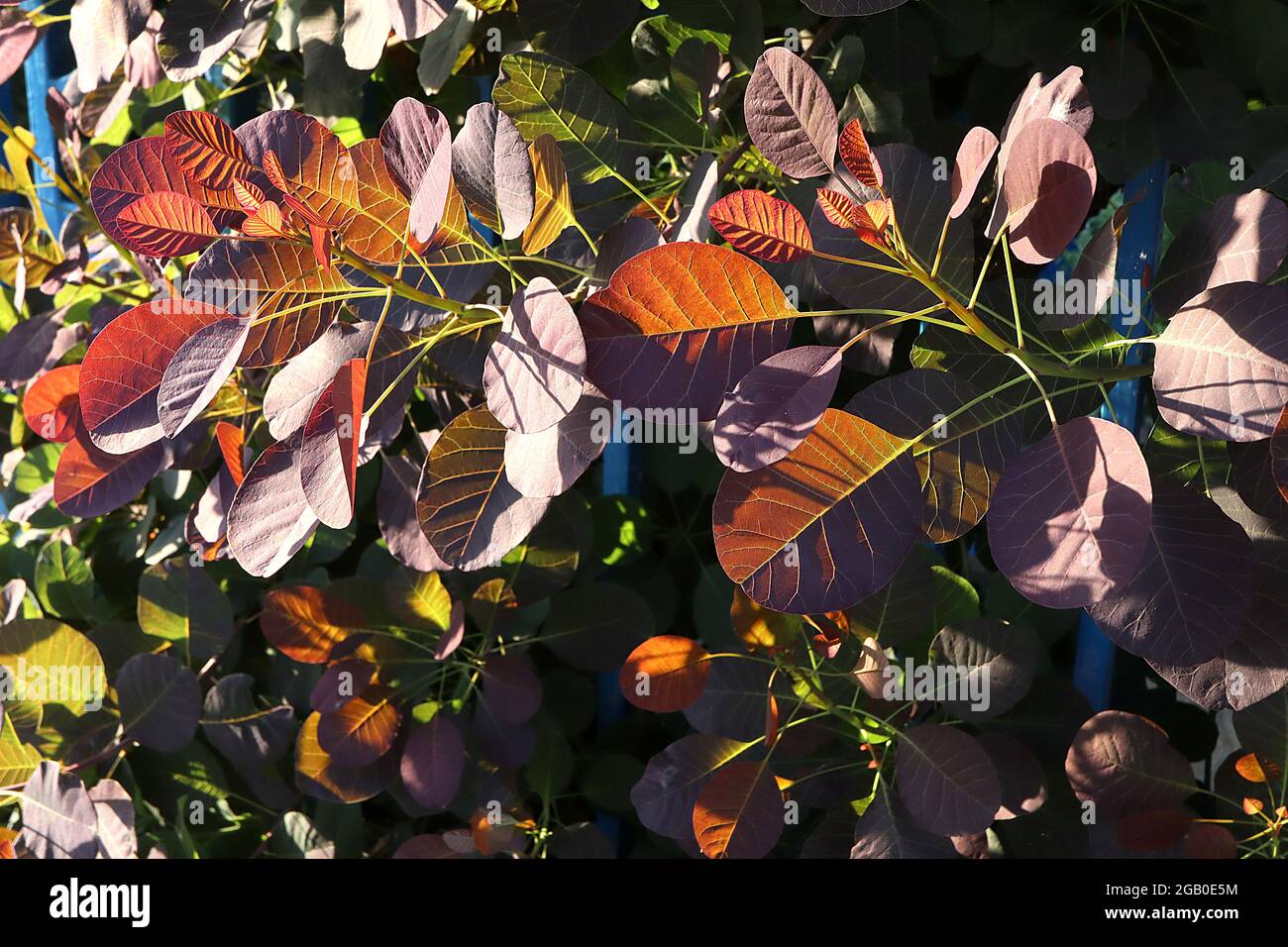 Arbre de fumée Cotinus coggygria « violet royal » Violet royal – feuilles violettes bordeaux transparentes, juin, Angleterre, Royaume-Uni Banque D'Images