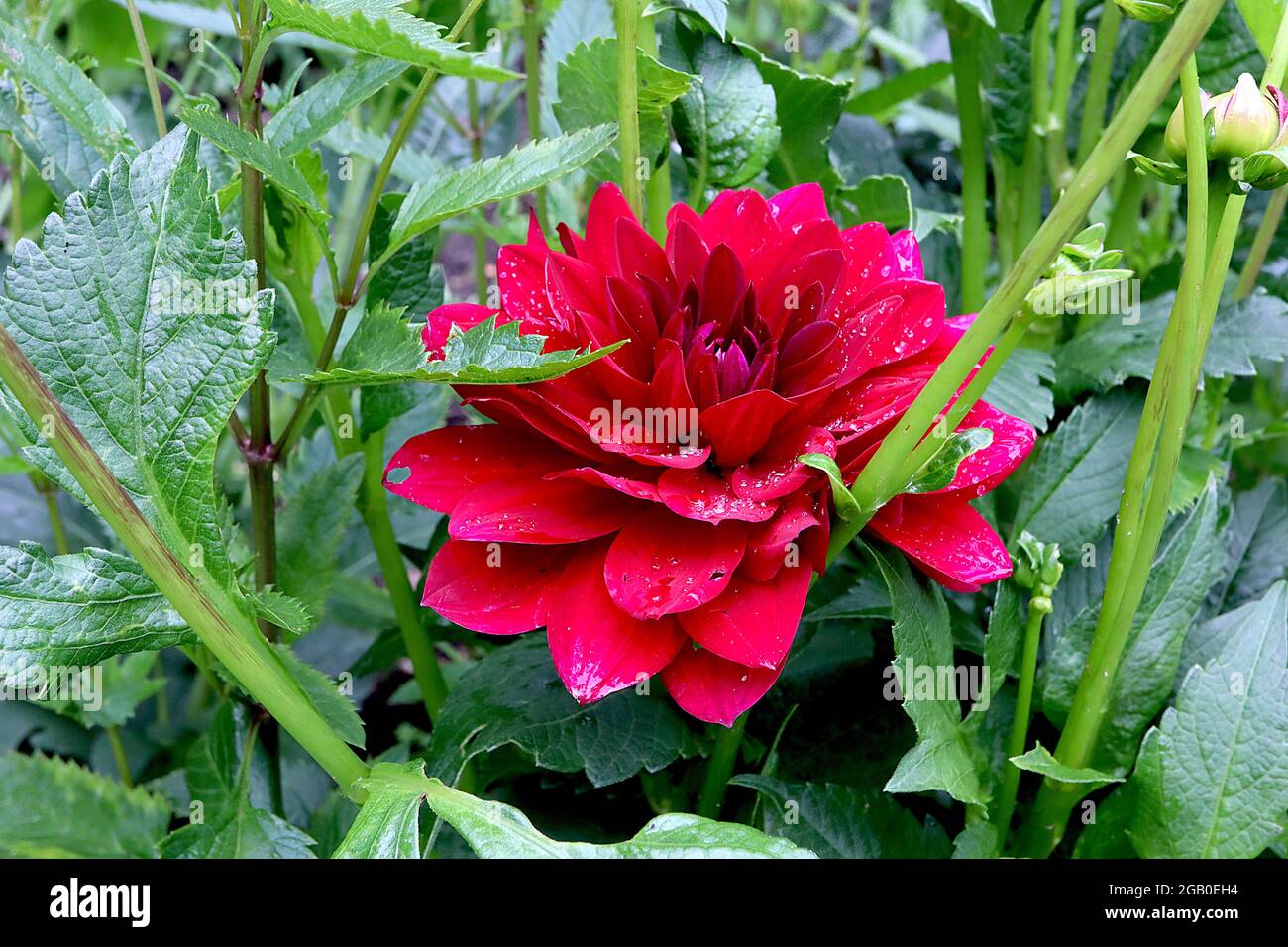 Dahlia ‘Christopher Taylor’ Group 4 fleurs rouges de Dahlia Scarlet avec de larges pétales de base, juin, Angleterre, Royaume-Uni Banque D'Images