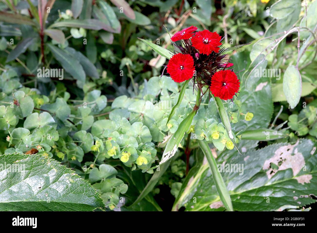 Dianthus barbatus ‘Sweet Red’ Sweet William Sweet Red - têtes de fleurs bombées de fleurs rouge écarlate aux pétales bordés, juin, Angleterre, Royaume-Uni Banque D'Images