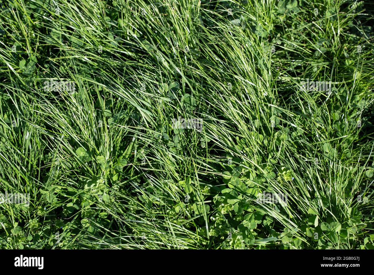 Riegrass vivace et trèfle rouge et blanc pour les pâturages de bœufs, de lait et de moutons, Canterbury, Nouvelle-Zélande Banque D'Images