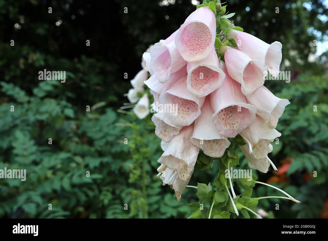 Digitalis purpurea «Sutton Apricot» Foxglove Sutton Apricot – longues fleurs tubulaires roses abricot à gorge blanche et taches de rousseur de pêche, juin, Angleterre Banque D'Images