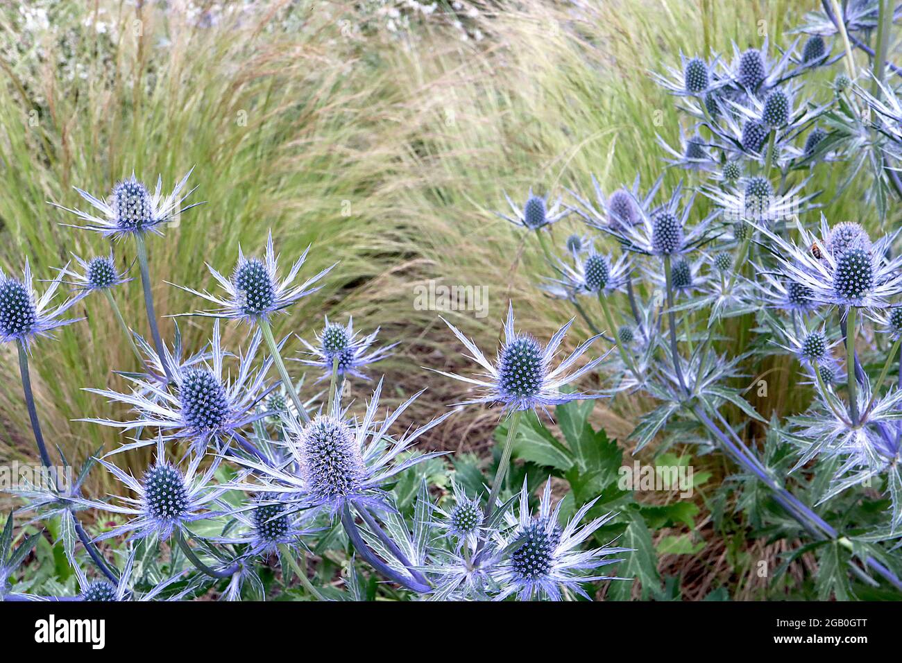 Eryngium x zabelii Big Blue Sea Holly Big Blue – têtes de fleurs en forme de cône au-dessus de bractées bleues argentées, juin, Angleterre, Royaume-Uni Banque D'Images
