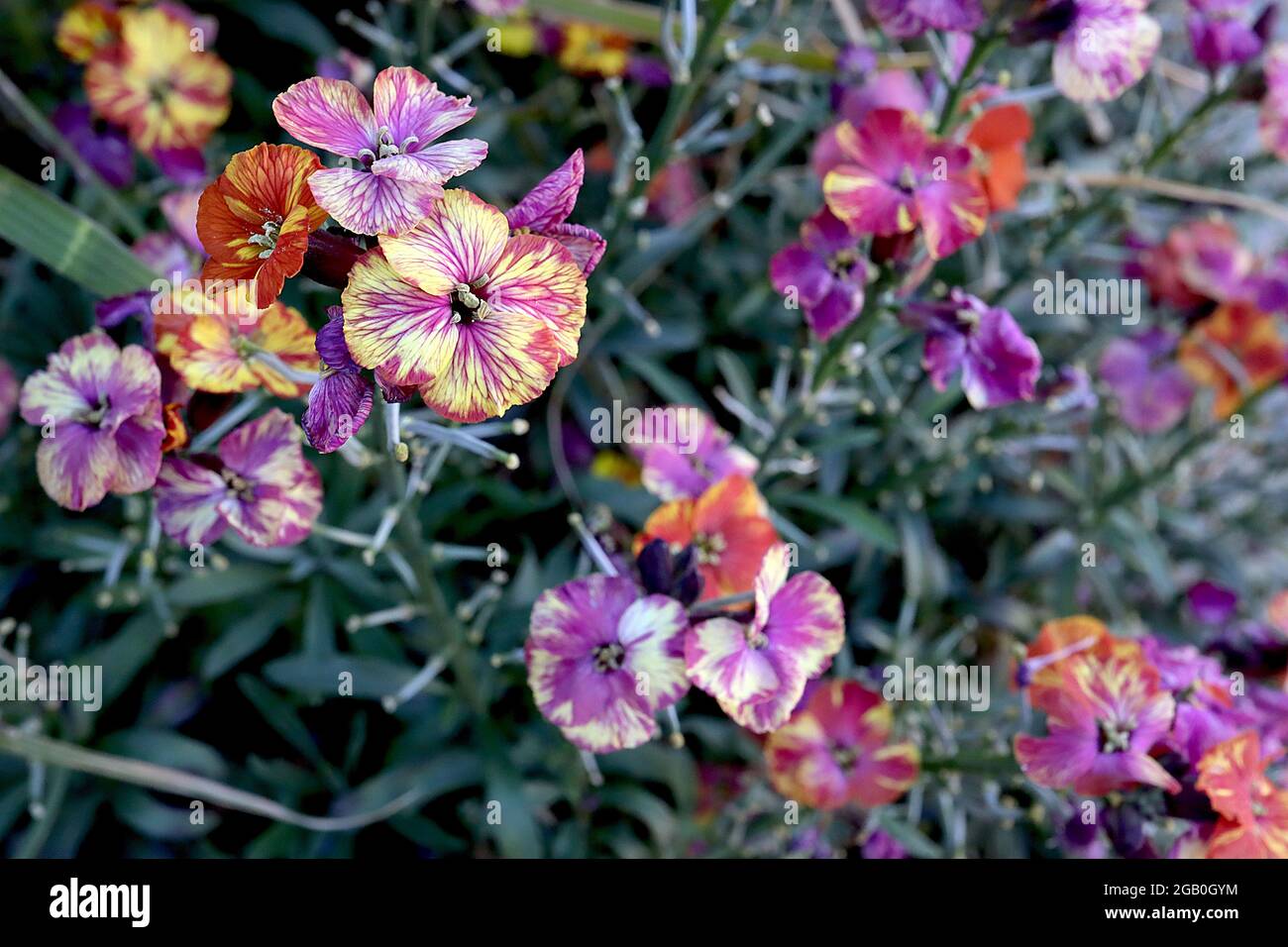 Erysimum cheiri / Wallflower ‘moment de Monet’ et ‘constant hourras’ fleurs marbrées de stries pourpres, blanches, rouges et jaunes, juin, Angleterre, Royaume-Uni Banque D'Images