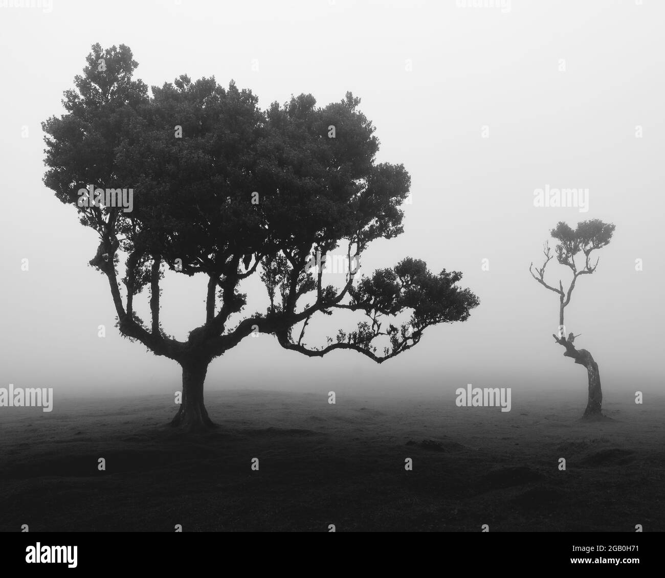 Photographie noire et blanche contrastée d'arbres uniques dans la forêt de Fanal de Madère Banque D'Images