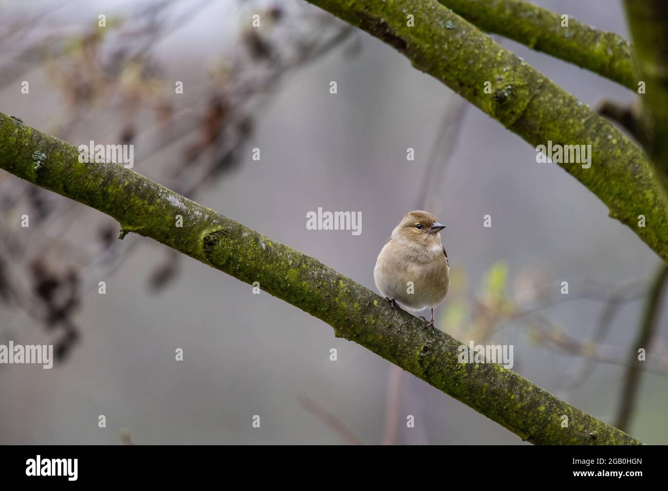 La femelle de Chaffinch (Fringilla coelebs) est assise sur une branche d'arbre et regarde autour. Hiver couleurs pâles. Banque D'Images