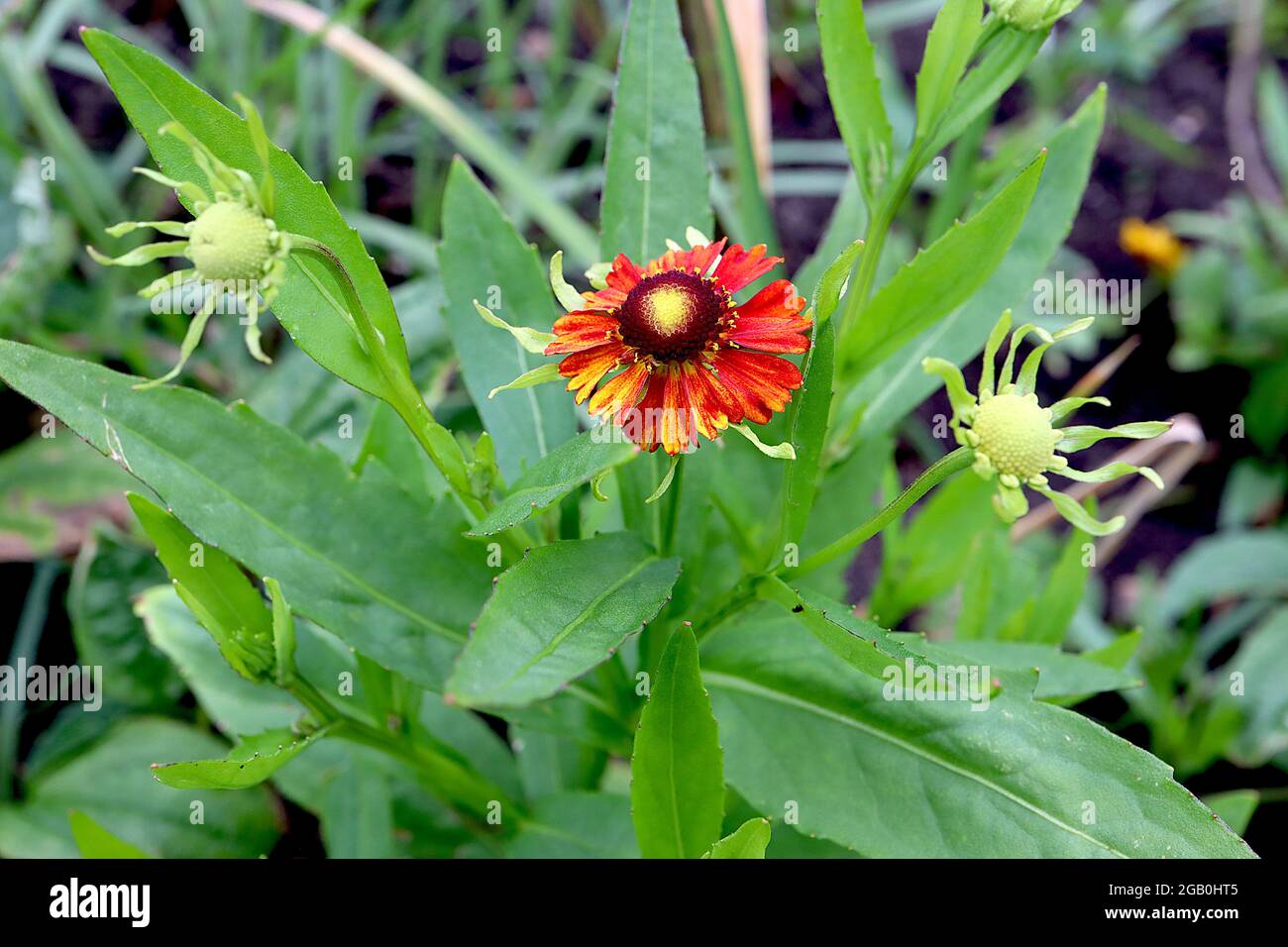 Helenium ‘Rubinzwerg’ éternuement Rubinzwerg – fleurs rouges en forme de pâquerette avec marbrure jaune et centre en forme de cône brun, juin, Angleterre, Royaume-Uni Banque D'Images