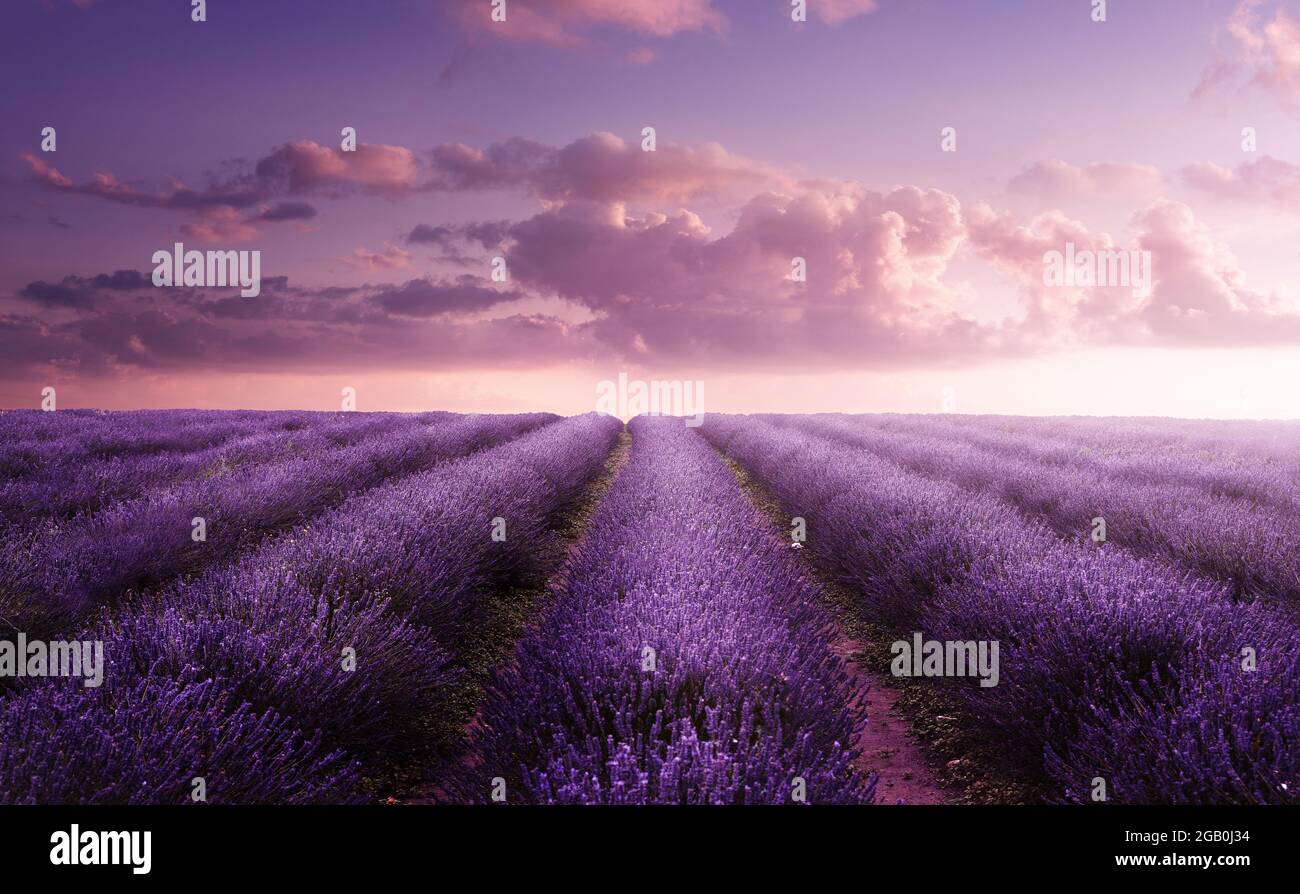 Un champ de lavande éclatant en violet en été au coucher du soleil. Paysage de champ de fleurs au Royaume-Uni. Banque D'Images