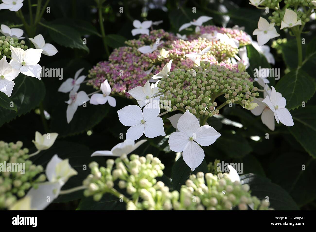 Hortensia Lanarth White – fleurs blanches et petits amas de fleurs roses, juin, Angleterre, Royaume-Uni Banque D'Images
