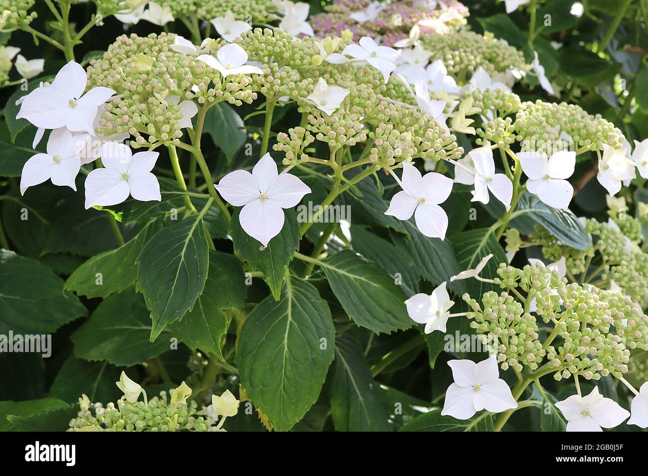 Hortensia Lanarth White – fleurs blanches et petits amas de fleurs roses, juin, Angleterre, Royaume-Uni Banque D'Images