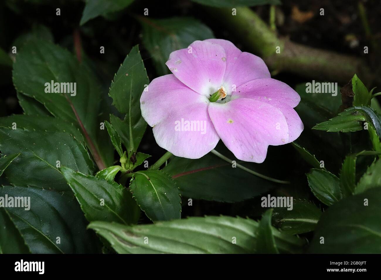 Impatiens hawkerii ‘Super Sonic Lavender’ Nouvelle-Guinée impatiens Lavender – fleurs plates roses lavande et feuilles dentelées vert foncé, juin, Angleterre, U Banque D'Images