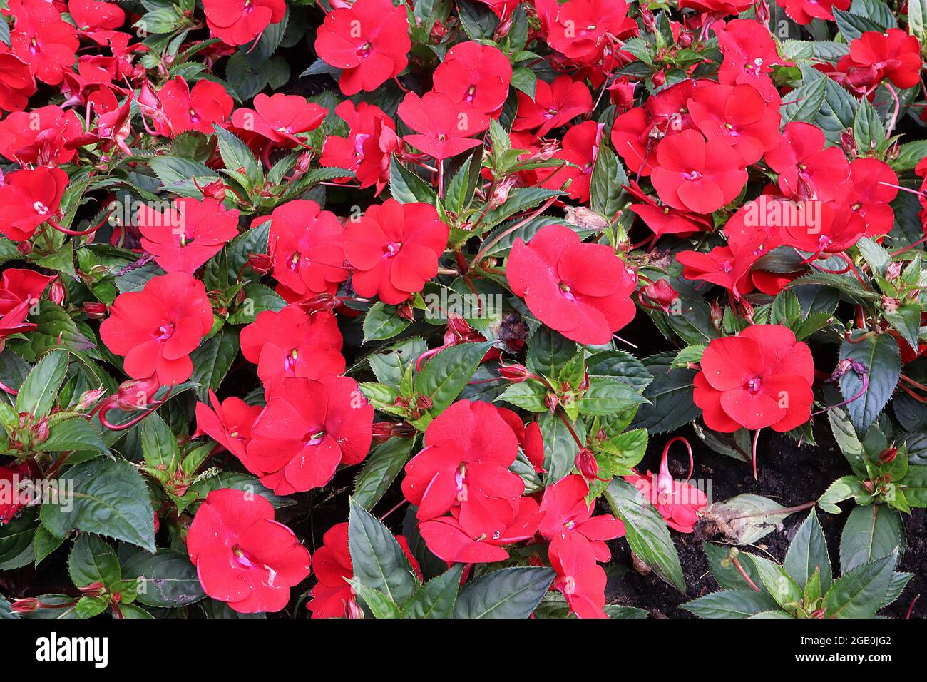 Impatiens hawkerii ‘Super Sonic Red’ Nouvelle Guinée impatiens Red - fleurs rouges plates et feuilles dentelées vert foncé, juin, Angleterre, Royaume-Uni Banque D'Images