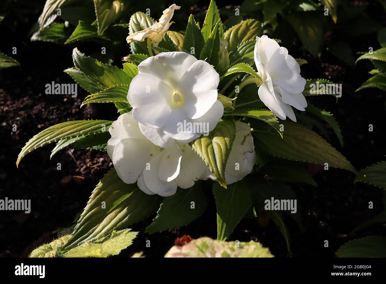 Impatiens hawkerii ‘Super Sonic White’ Nouvelle Guinée impatiens White - fleurs blanches plates semi-doubles et feuilles dentelées vert foncé, juin, Angleterre, Royaume-Uni Banque D'Images