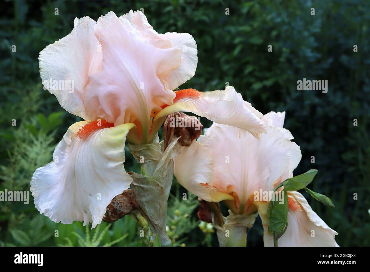 Iris ‘Frost and Flame’ (TB) Tall Bearded iris White Falls, base à veined jaune, standards blancs avec des franges roses, juin, Angleterre, Royaume-Uni Banque D'Images