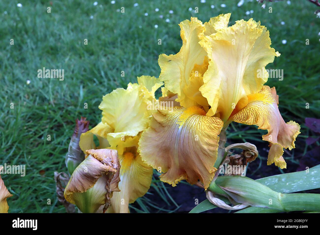 Iris «miel de fabrication» (TB) Tall iris barbu chutes brunes, crème standard, marges jaunes, base veinée, juin, Angleterre, Royaume-Uni Banque D'Images