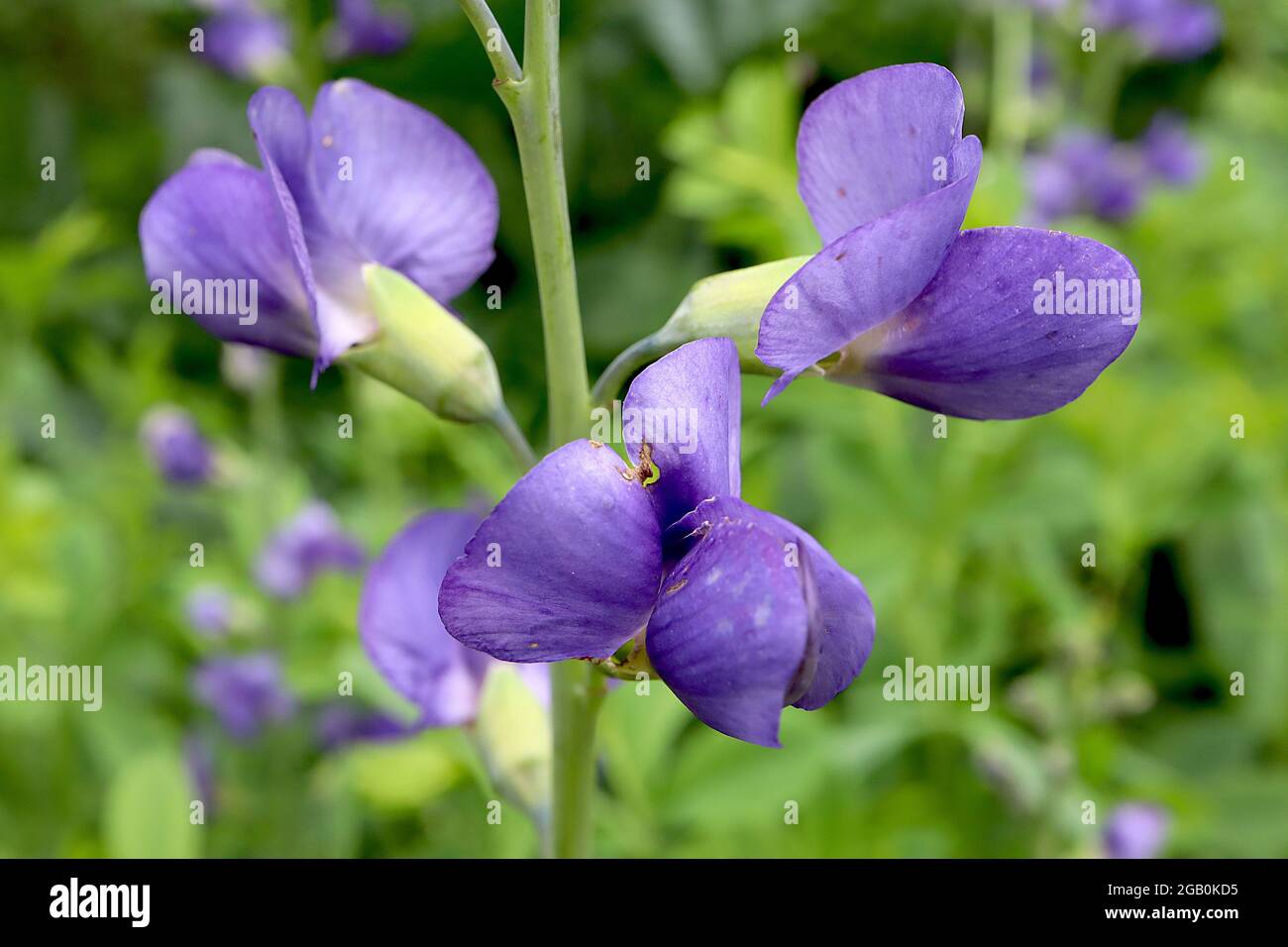 Lathyrus odoratus «Flora Norton» pois doux – norme pourpre avec tache blanche, quille pourpre foncé, juin, Angleterre, Royaume-Uni Banque D'Images