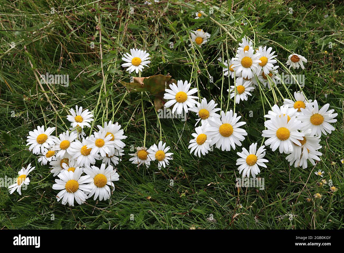 Leucanthemum vulgare pâquerette – pâquerettes blanches avec centre jaune sur de grandes tiges faibles, juin, Angleterre, Royaume-Uni Banque D'Images