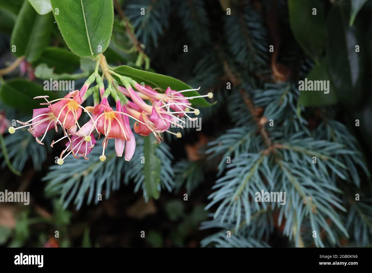 Lonicera henryi Henrys Honeysuckle – longues fleurs tubulaires roses et rouges avec pétales réfléchissants, juin, Angleterre, Royaume-Uni Banque D'Images