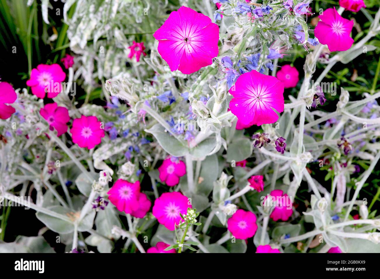 Lychnis coronaria rose campion - fleurs en forme de salver rose fluo et feuilles grises argentées, juin, Angleterre, Royaume-Uni Banque D'Images