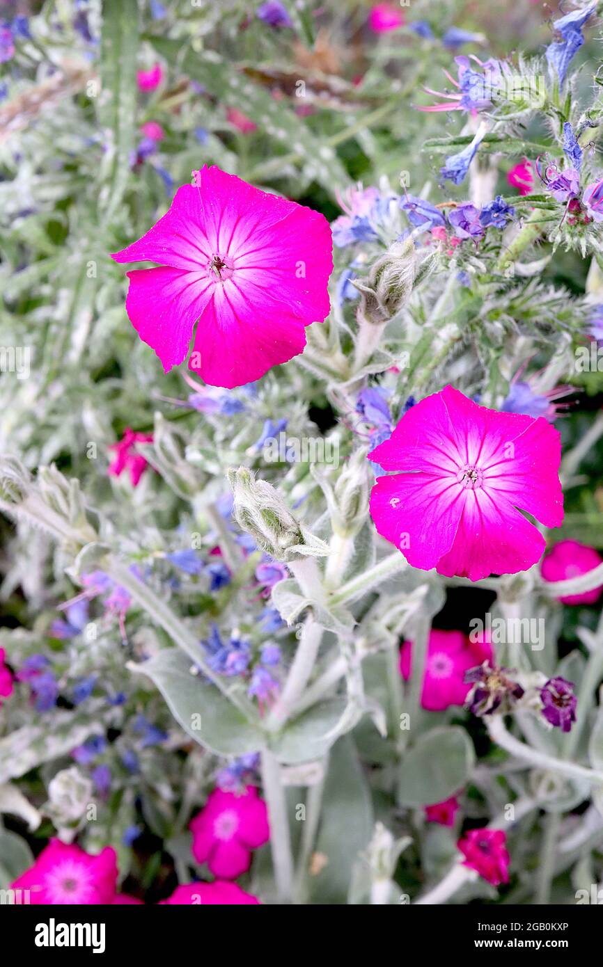 Lychnis coronaria rose campion - fleurs en forme de salver rose fluo et feuilles grises argentées, juin, Angleterre, Royaume-Uni Banque D'Images