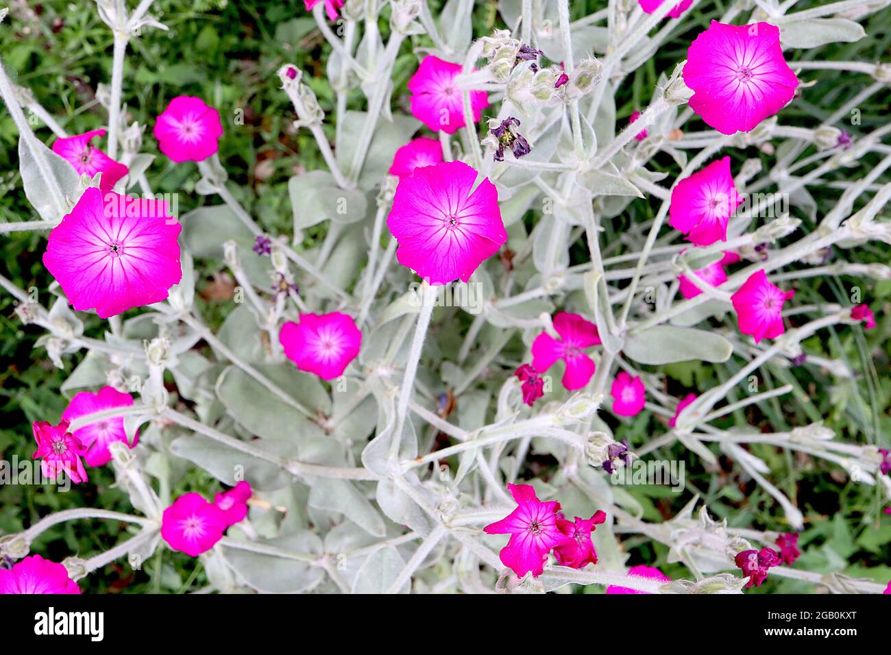 Lychnis coronaria rose campion - fleurs en forme de salver rose fluo et feuilles grises argentées, juin, Angleterre, Royaume-Uni Banque D'Images