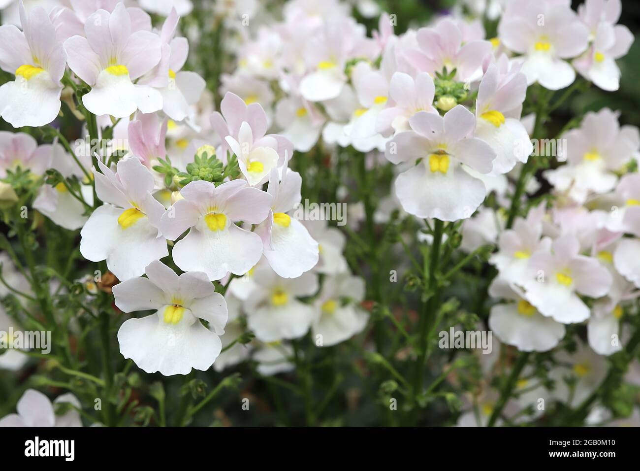 Nemesia ‘Wisley Vanilla’ Aloha Wisley Vanilla – lobe supérieur rose pâle, lobe inférieur blanc, dents jaune pâle, juin, Angleterre, ROYAUME-UNI Banque D'Images