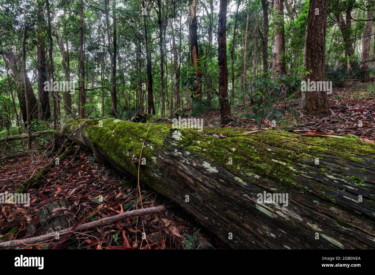 arbre tombé avec de la mousse dans une forêt d'arbres Banque D'Images