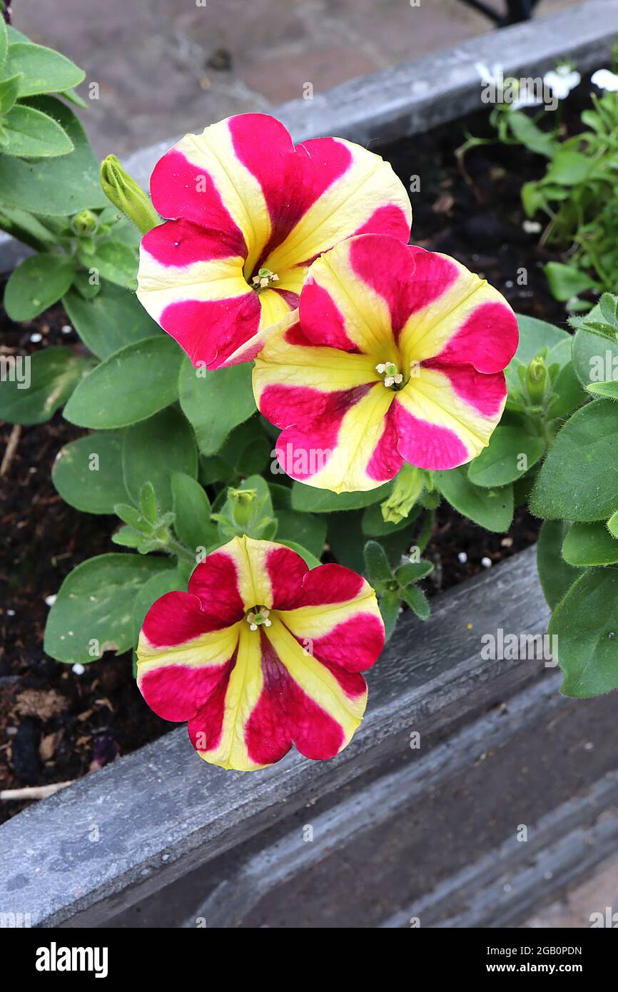 Pétunia ‘Amore Queen of Hearts’ fleurs en forme d’entonnoir vert lime avec des marges de cœur rose profond, juin, Angleterre, Royaume-Uni Banque D'Images