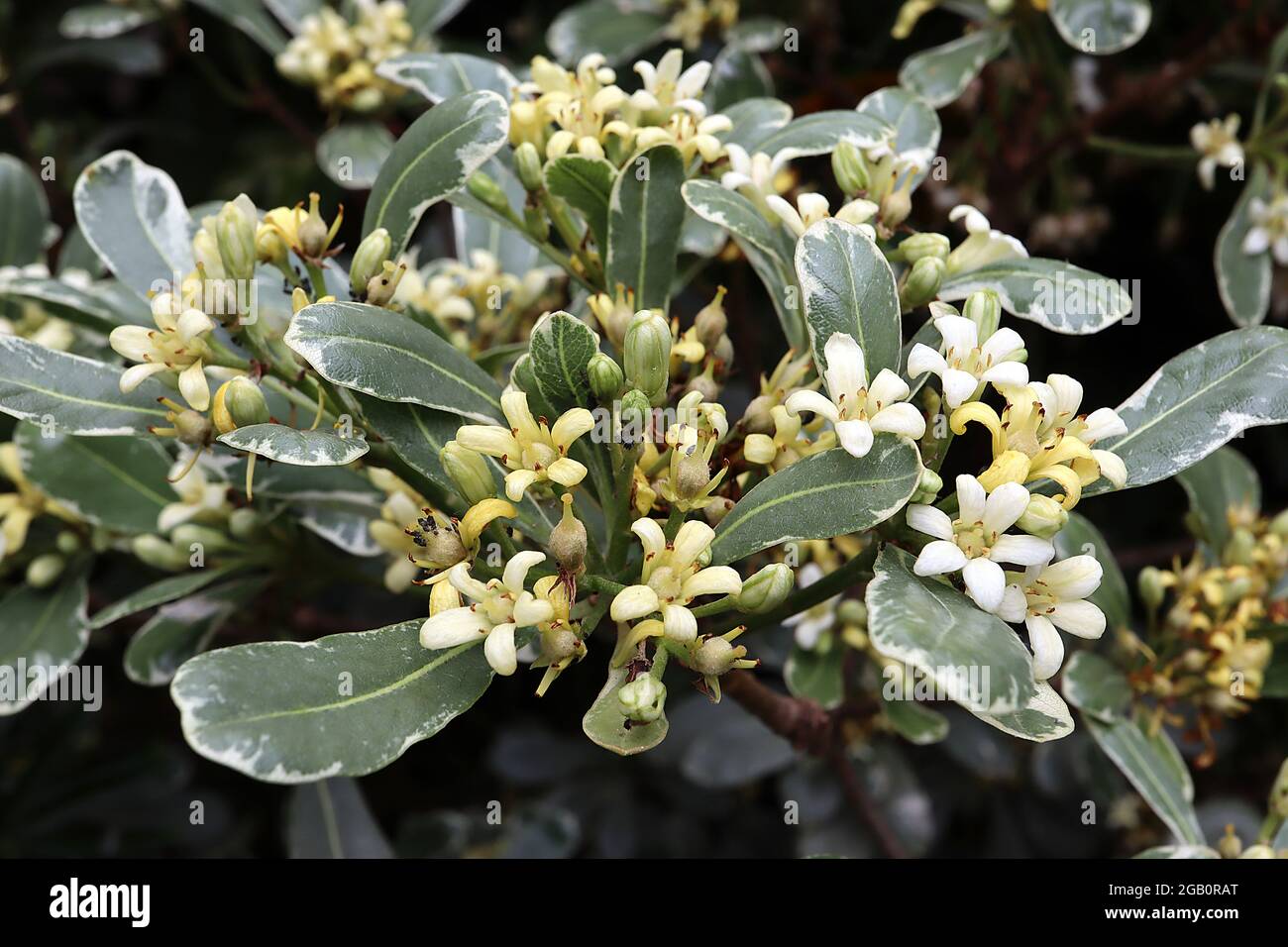 Pittosporum tobira ‘Variegatum’ japonais variété Pittosporum – fleurs de crème et feuilles en forme de cuillère, juin, Angleterre, Royaume-Uni Banque D'Images