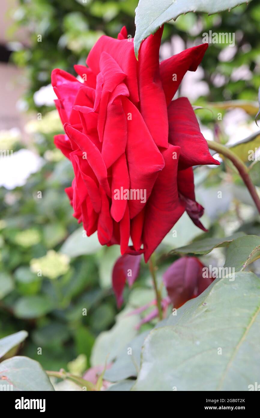 Rosa 'Black Baccara' (rose de thé hybride) rose Black Baccara – fleurs  noires rouge foncé qui s'estompent en rouge profond, juin, Angleterre,  Royaume-Uni Photo Stock - Alamy