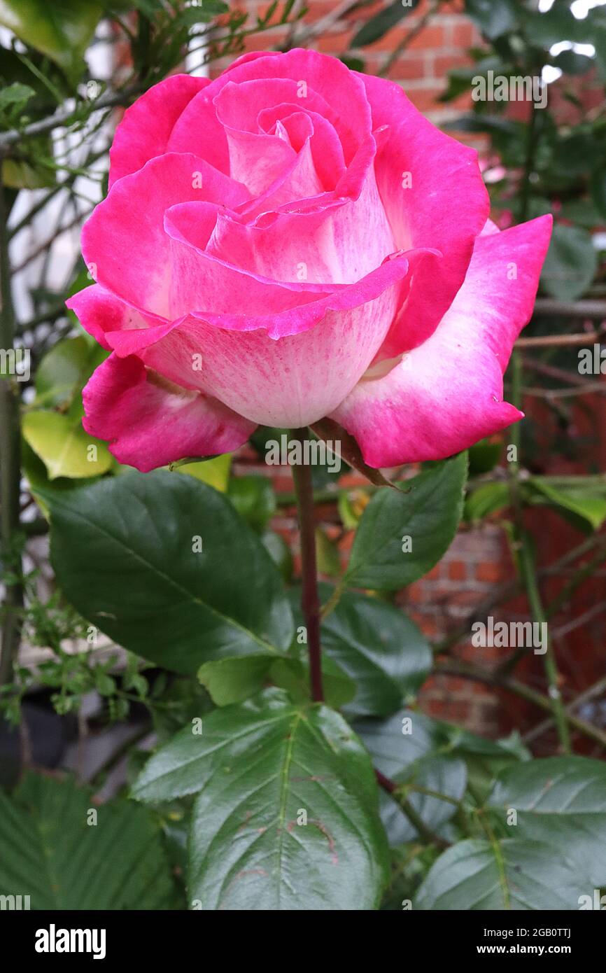 Rosa «Handel» (rose grimpant) rose Handel – fleurs blanches semi-doubles avec de larges marges roses profondes, juin, Angleterre, Royaume-Uni Banque D'Images