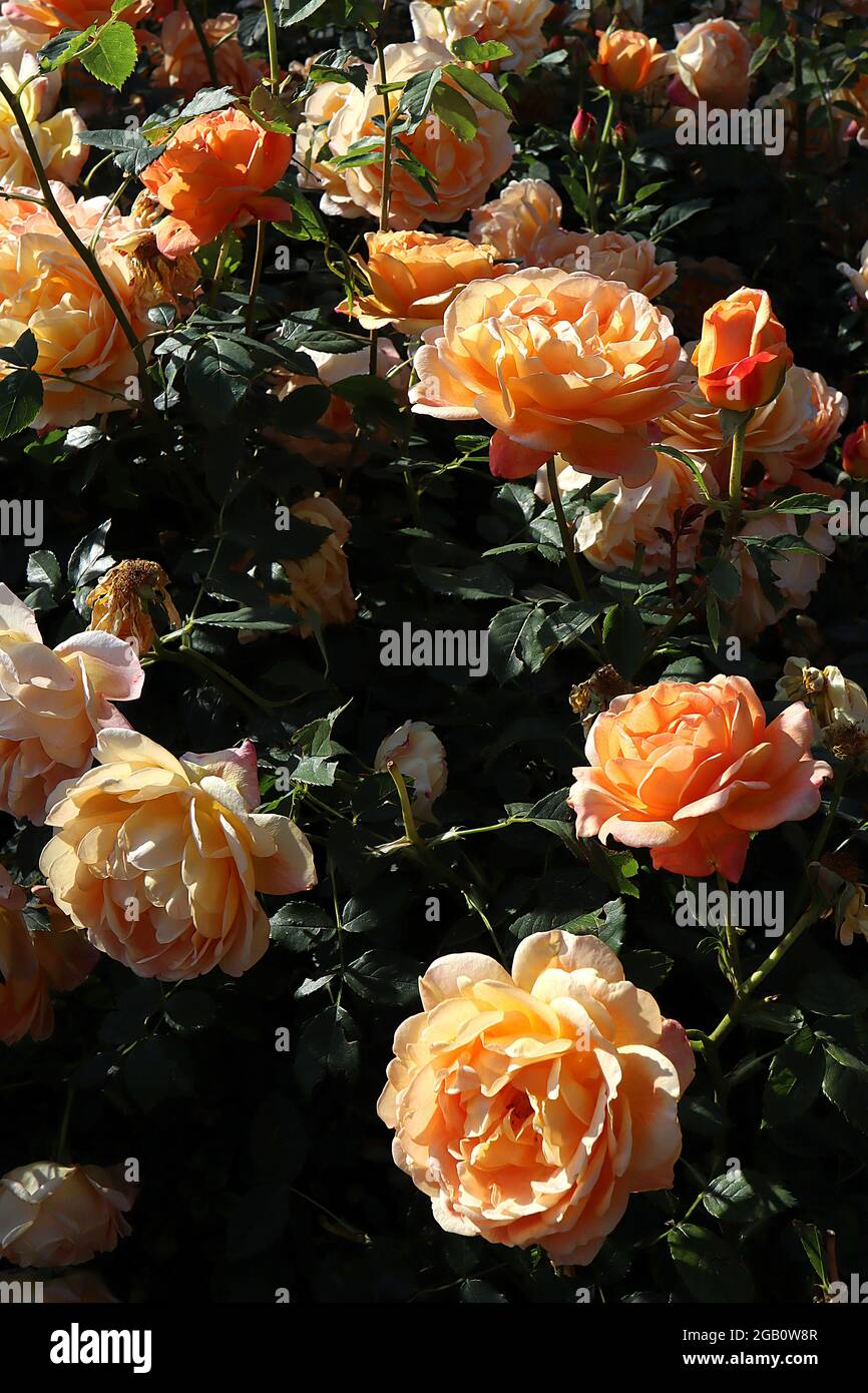 Rosa «Lady of Shalott» (rose arbustive) rose Dame de Shalott – grappes de fleurs d'orange abricot doubles, juin, Angleterre, Royaume-Uni Banque D'Images