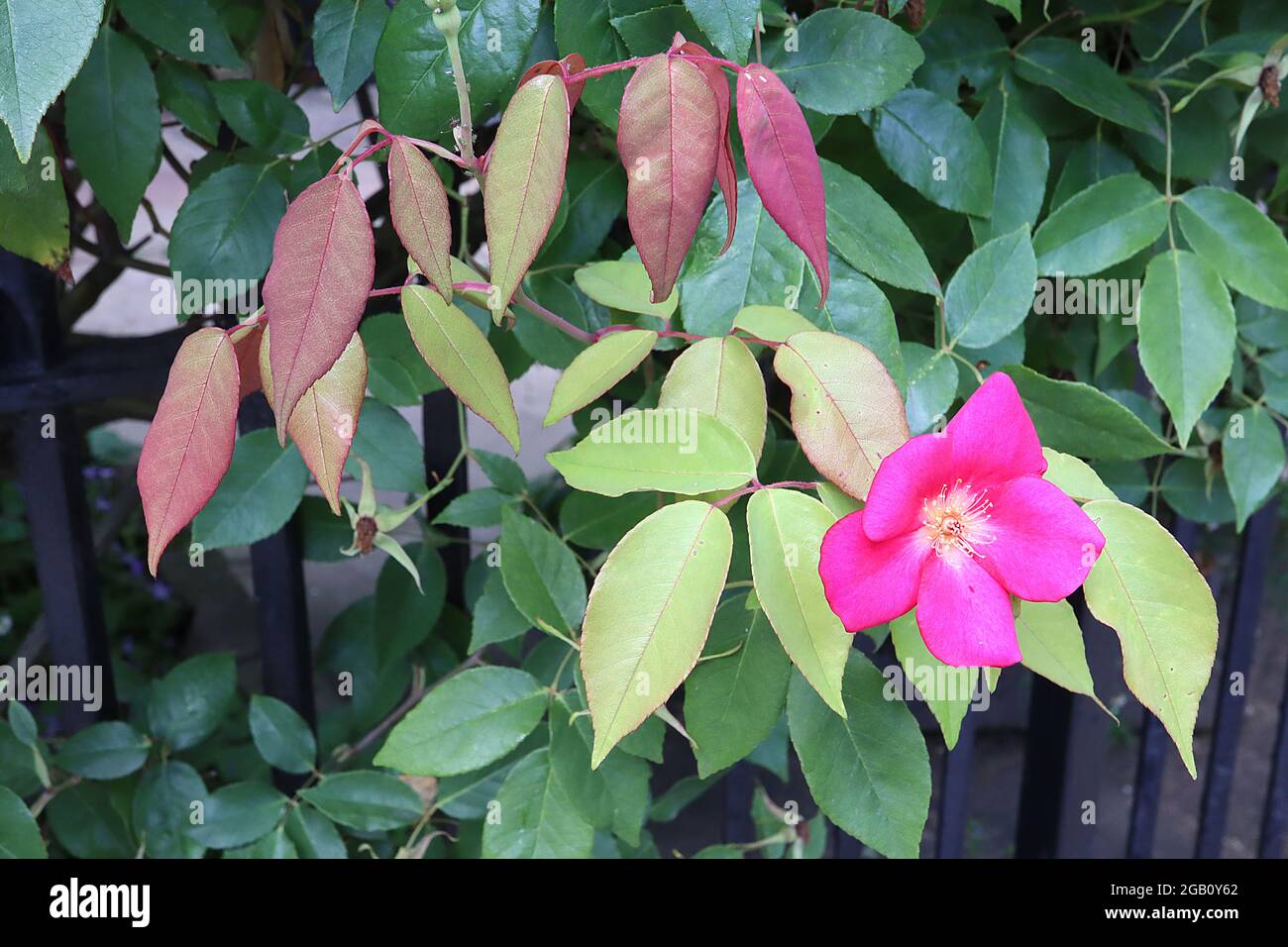 Rosa x odorata ‘cramoisi Bengale’ (CH) Rose cramoisi Bengale – fleurs simples rouges de cerise fortement parfumées et branches sans épine, juin, Angleterre, Royaume-Uni Banque D'Images