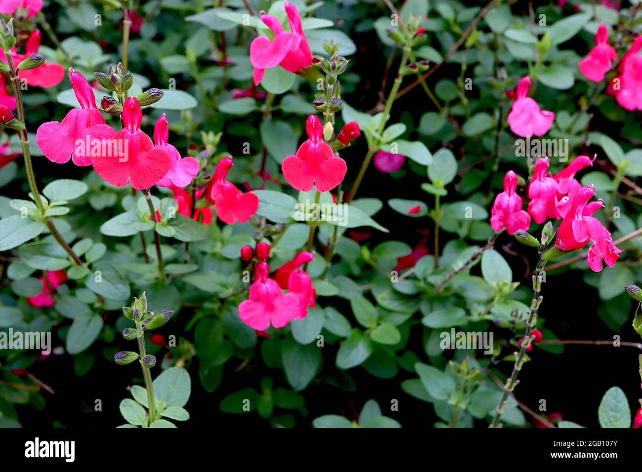 Sauge de bébé Salvia microphylla « vin et roses » – fleurs tubulaires à cramoisi sur tiges noires, juin, Angleterre, Royaume-Uni Banque D'Images