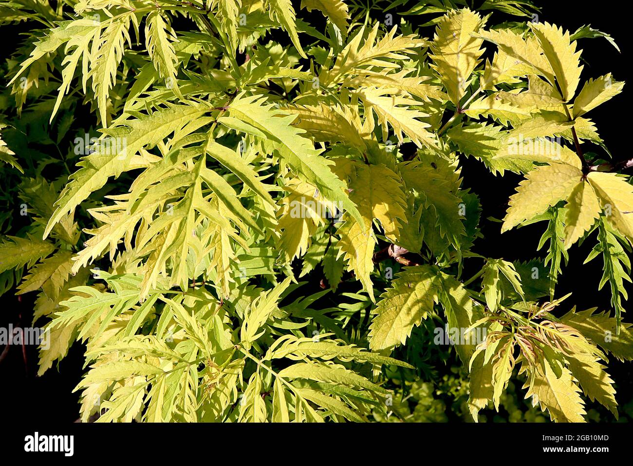 Sambucus racemosa ‘Sutherland Gold’ européen rouge aîné – or vert profondément disséqué feuilles, juin, Angleterre, Royaume-Uni Banque D'Images