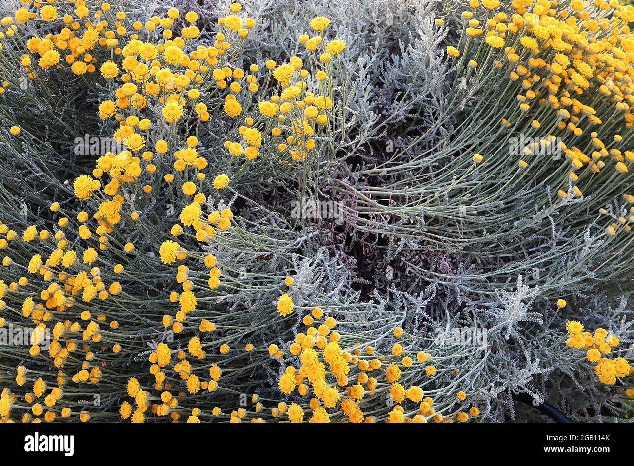 Santolina chamaecyparissus coton lavande – fleurs jaunes bouton-comme et feuilles gris argenté finement disséquées, juin, Angleterre, Royaume-Uni Banque D'Images