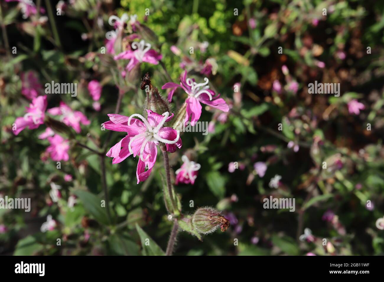 Silene x hampeana Pink campion – fleurs rose profond avec des pétales profondément entaillés et des étamines blanches incurvées, juin, Angleterre, Royaume-Uni Banque D'Images