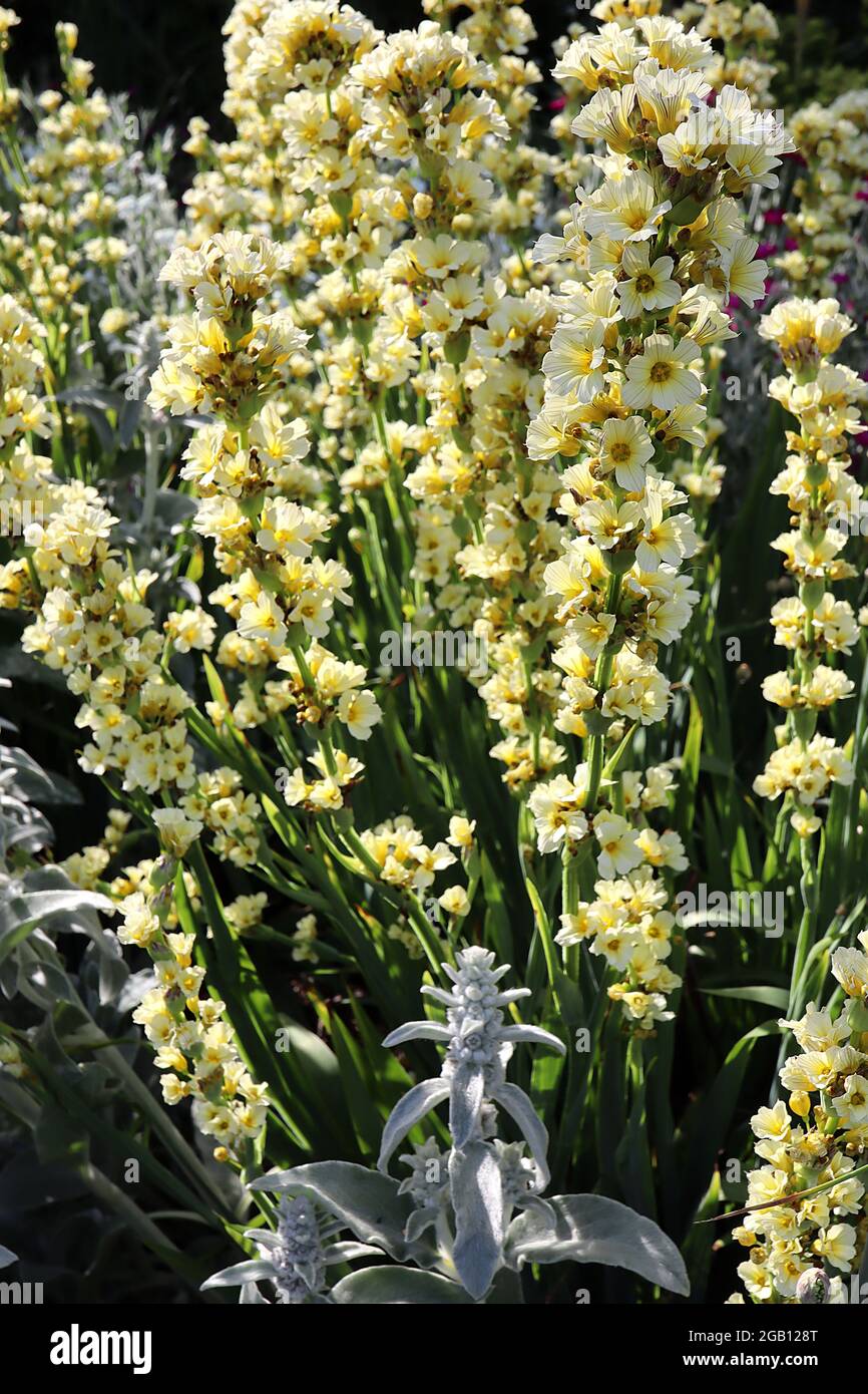 Sisyrinchium striatum herbe jaune pâle – forte pointe de fleurs jaune pâle à fines rayures violettes, juin, Angleterre, Royaume-Uni Banque D'Images