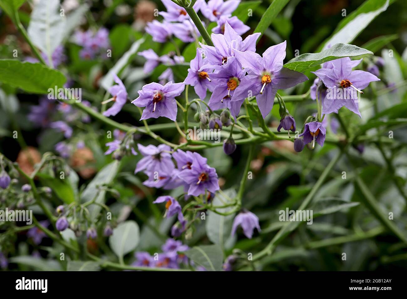 Solanum crispum «Glasnevin» pomme de terre Glasnevin – grappes de fleurs en forme d'étoile mauve lavande avec des étamines jaunes fusionnées, juin, Angleterre, Royaume-Uni Banque D'Images